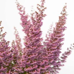 Erica Sparsa Bunt, Farbe Nach Verfügbarkeit, Topf-Ø 12cm, 6er-Set -Madison Verkäufe 0651100047 Erica sparsa T12 6er Set2 97939