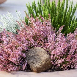 Glockenheide Rosa/rot, Farbe Nach Verfügbarkeit, Topf-Ø 11cm, 6er-Set -Madison Verkäufe 0651100048 Erica gracilis rosarot 6er Set 1 96915