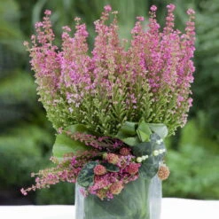 Glockenheide Rosa/rot, Farbe Nach Verfügbarkeit, Topf-Ø 11cm, 6er-Set -Madison Verkäufe 0651100048 Erica gracilis rosarot 6er Set 2 1 96914