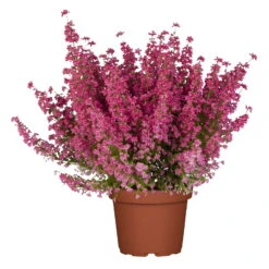 Glockenheide Rosa/rot, Farbe Nach Verfügbarkeit, Topf-Ø 11cm, 6er-Set -Madison Verkäufe 0651100048 Erica gracilis rosarot 6er Set 4 96913