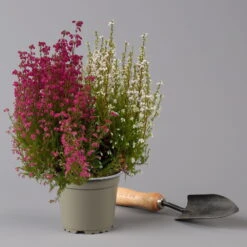 Glockenheide 'Duo', Rot-weiß, Topf-Ø 12cm, 6er-Set -Madison Verkäufe 0651100060 Erica gracilis Duo T11 12 rot weiss 6er Set 2 125928