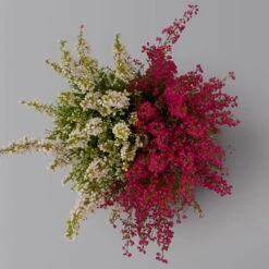 Glockenheide 'Duo', Rot-weiß, Topf-Ø 12cm, 6er-Set -Madison Verkäufe 0651100060 Erica gracilis Duo T11 12 rot weiss 6er Set 3 125929