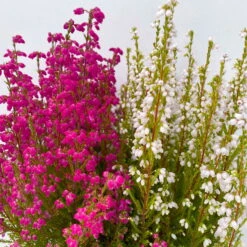 Glockenheide 'Duo', Rot-weiß, Topf-Ø 12cm, 6er-Set -Madison Verkäufe 0651100060 Erica gracilis Duo T11 12 rot weiss 6er Set 4 125791