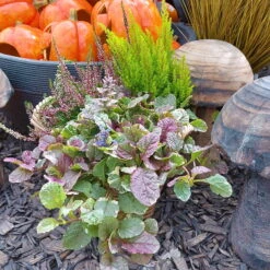 Calluna Mix, Rot-rosa, Topf-Ø 17cm, 2er-Set -Madison Verkäufe 0651200038 Calluna Mixtopf 2er Set Calluna rot Erica arborea Ajuga 1 81510