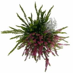 Heide-Mixtopf Mit Knospenheide Und Silberdraht, Topf 17 Cm Ø, 2er-Set -Madison Verkäufe 0651200041 Calluna Mixtopf T17 2er Set Calluna rot Skyli Calocephalus 5 115326