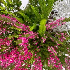 Heide-Mixtopf Mit Knospenheide Und Silberdraht, Topf 17 Cm Ø, 2er-Set -Madison Verkäufe 0651200041 Calluna Mixtopf T17 2er Set Calluna rot Skyli Calocephalus 6 115247