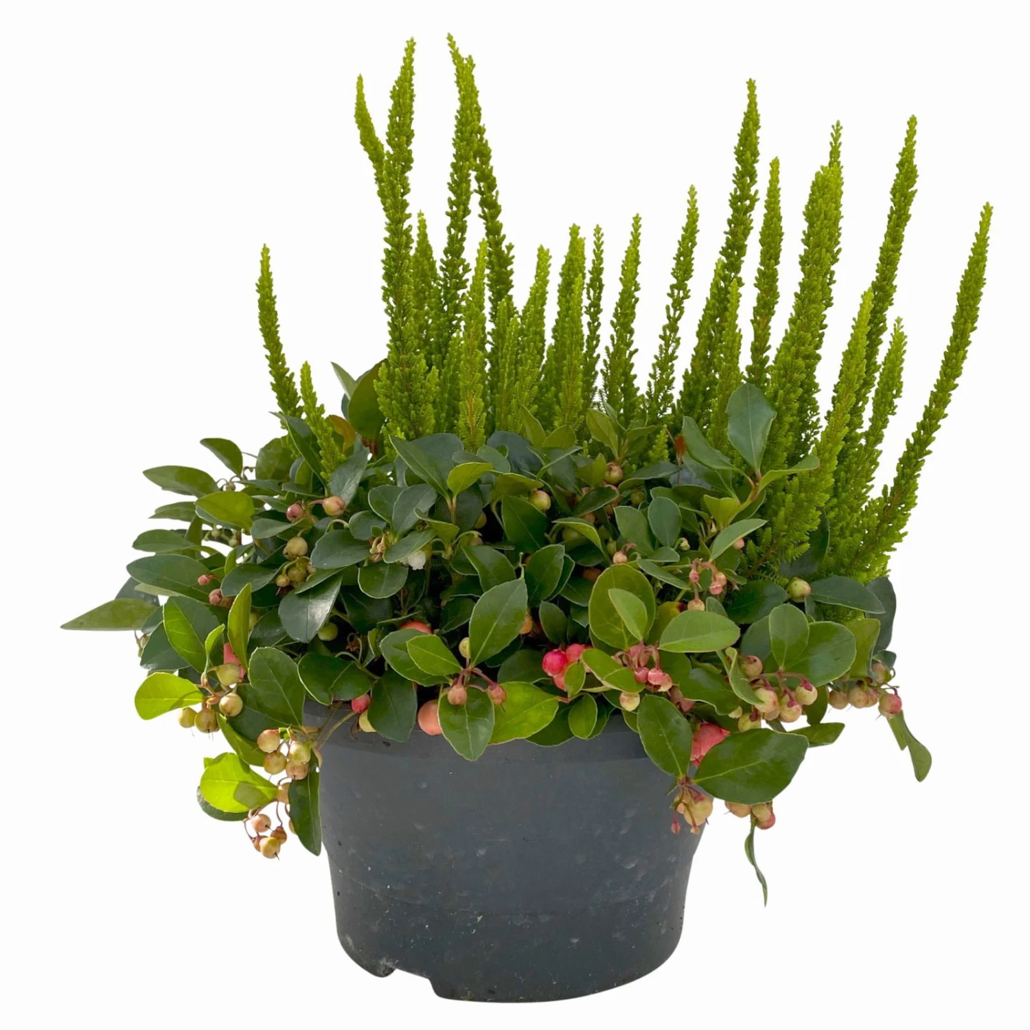 Calluna Skyline & Gaultheria Grün-rot, Pflanzschalen/-topf-Ø 23 Cm 3 Calluna Skyline & Gaultheria Grün-rot, Pflanzschalen/-topf-Ø 23 Cm