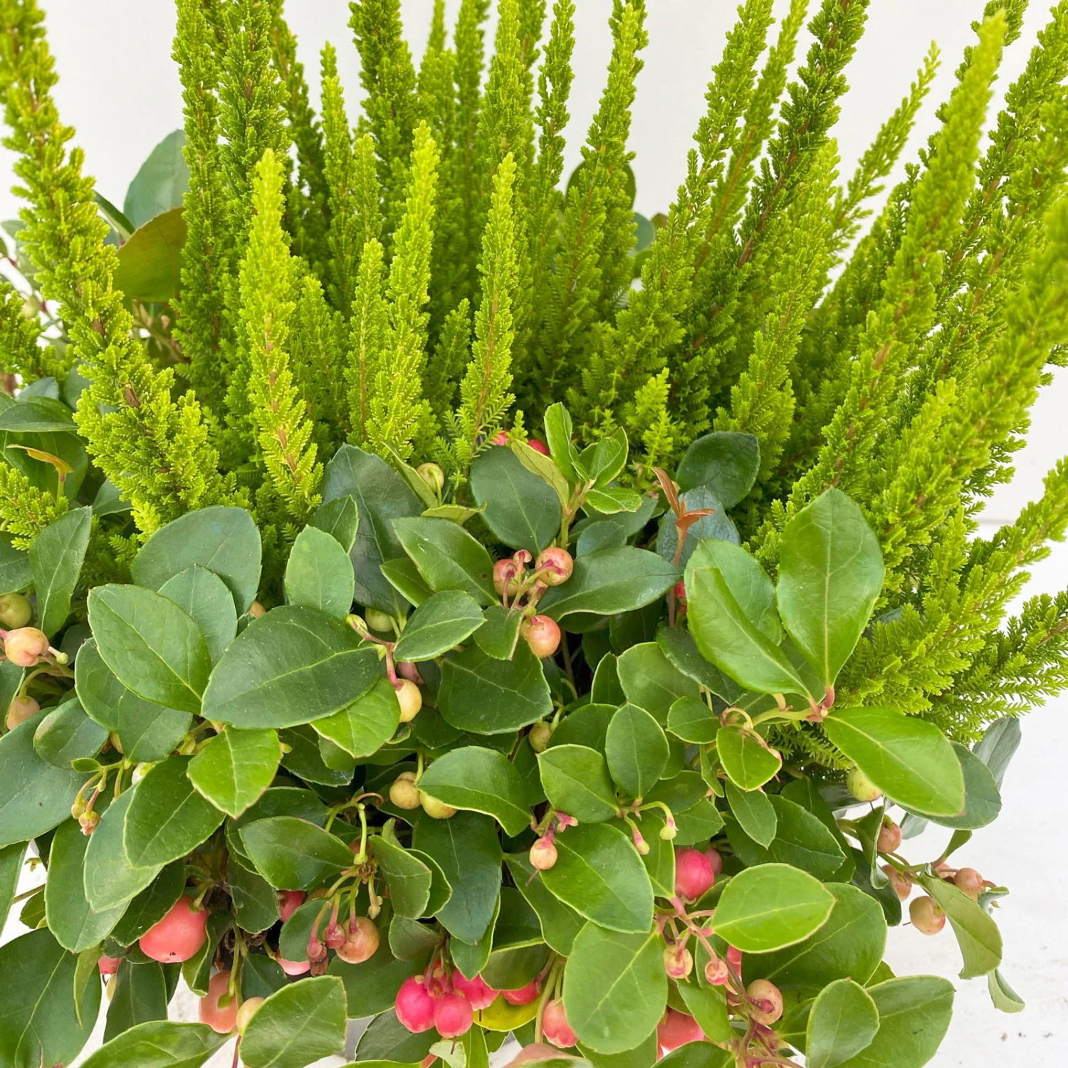 Calluna Skyline & Gaultheria Grün-rot, Pflanzschalen/-topf-Ø 23 Cm 5 Calluna Skyline & Gaultheria Grün-rot, Pflanzschalen/-topf-Ø 23 Cm – Bild 3