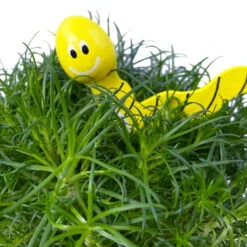 Sternmoos Mit Wurmstecker, Topf-Ø 6 Cm, 12er-Set 21 Sternmoos Mit Wurmstecker, Topf-Ø 6 Cm, 12er-Set -Madison Verkäufe 0664300091 Sagina mit Wurm gelb T6 Mini 12er Set 1 a 116149