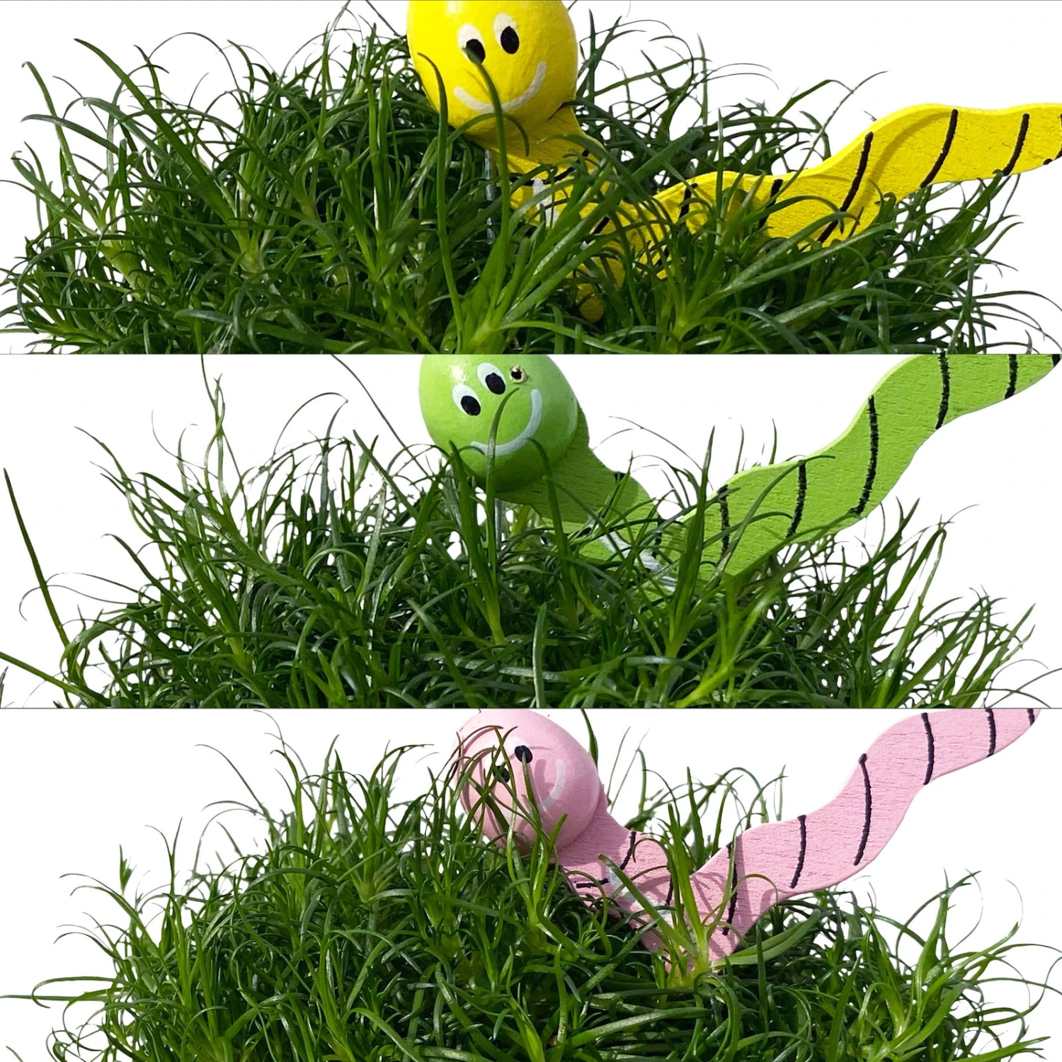 Sternmoos Mit Wurmstecker, Topf-Ø 6 Cm, 12er-Set 4 Sternmoos Mit Wurmstecker, Topf-Ø 6 Cm, 12er-Set – Bild 2