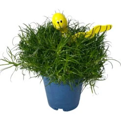 Sternmoos Mit Wurmstecker, Topf-Ø 6 Cm, 12er-Set 20 Sternmoos Mit Wurmstecker, Topf-Ø 6 Cm, 12er-Set -Madison Verkäufe 0664300091 Sagina mit Wurm gelb T6 Mini 12er Set 4 s 116148