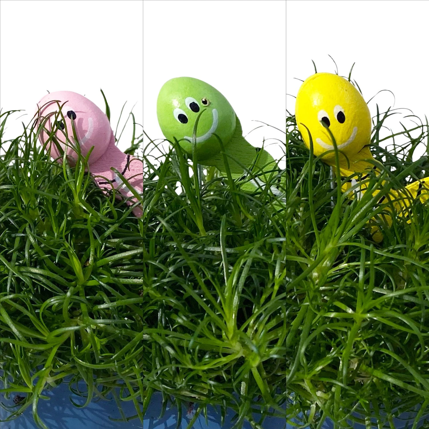 Sternmoos Mit Wurmstecker, Topf-Ø 6 Cm, 12er-Set 3 Sternmoos Mit Wurmstecker, Topf-Ø 6 Cm, 12er-Set