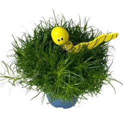 Sternmoos Mit Wurmstecker, Topf-Ø 6 Cm, 12er-Set 22 Sternmoos Mit Wurmstecker, Topf-Ø 6 Cm, 12er-Set -Madison Verkäufe 0664300091 Sagina mit Wurm gelb T6 Mini 12er Set 5 a 116150