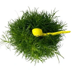 Sternmoos Mit Wurmstecker, Topf-Ø 6 Cm, 12er-Set 23 Sternmoos Mit Wurmstecker, Topf-Ø 6 Cm, 12er-Set -Madison Verkäufe 0664300091 Sagina mit Wurm gelb T6 Mini 12er Set 6 a 116157