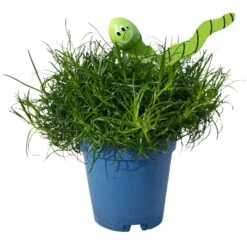 Sternmoos Mit Wurmstecker, Topf-Ø 6 Cm, 12er-Set 24 Sternmoos Mit Wurmstecker, Topf-Ø 6 Cm, 12er-Set -Madison Verkäufe 0664300091 Sagina mit Wurm gruen T6 Mini 12er Set 2 a 116151