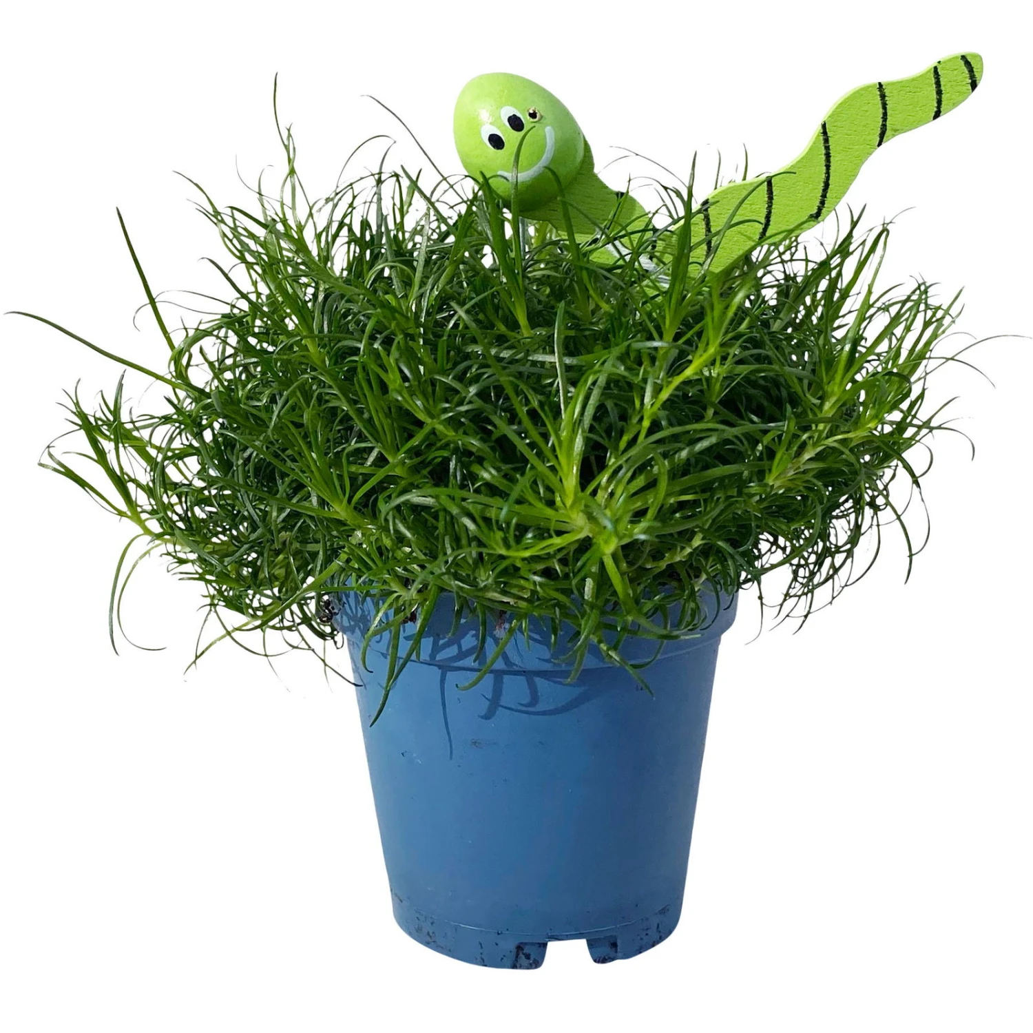 Sternmoos Mit Wurmstecker, Topf-Ø 6 Cm, 12er-Set 10 Sternmoos Mit Wurmstecker, Topf-Ø 6 Cm, 12er-Set – Bild 8