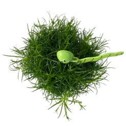 Sternmoos Mit Wurmstecker, Topf-Ø 6 Cm, 12er-Set 26 Sternmoos Mit Wurmstecker, Topf-Ø 6 Cm, 12er-Set -Madison Verkäufe 0664300091 Sagina mit Wurm gruen T6 Mini 12er Set 4 a 116153
