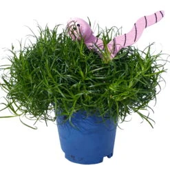 Sternmoos Mit Wurmstecker, Topf-Ø 6 Cm, 12er-Set 27 Sternmoos Mit Wurmstecker, Topf-Ø 6 Cm, 12er-Set -Madison Verkäufe 0664300091 Sagina mit Wurm rosa T6 Mini 12er Set 2 a 116154