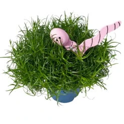 Sternmoos Mit Wurmstecker, Topf-Ø 6 Cm, 12er-Set 29 Sternmoos Mit Wurmstecker, Topf-Ø 6 Cm, 12er-Set -Madison Verkäufe 0664300091 Sagina mit Wurm rosa T6 Mini 12er Set 3 a 116156