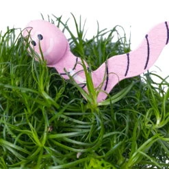 Sternmoos Mit Wurmstecker, Topf-Ø 6 Cm, 12er-Set 28 Sternmoos Mit Wurmstecker, Topf-Ø 6 Cm, 12er-Set -Madison Verkäufe 0664300091 Sagina mit Wurm rosa T6 Mini 12er Set 5 a 116155