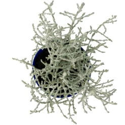 Calocephalus Silber-grau, Mini, Topf-Ø 7 Cm, 12er-Set 9 Calocephalus Silber-grau, Mini, Topf-Ø 7 Cm, 12er-Set -Madison Verkäufe 0664400078 Calocephalus Mini T6 5 a 116175