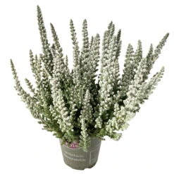 Knospenheide 'Fluffy® Zilly', Silberlaubig, Topf-Ø 6,5 Cm, 12er-Set