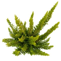 Besenheide SKYLINE®, Mischung Zufällig, Topf-Ø 6 Cm, 12er-Set -Madison Verkäufe 0664400083 Calluna Skyline Variante5 T6 5 116587