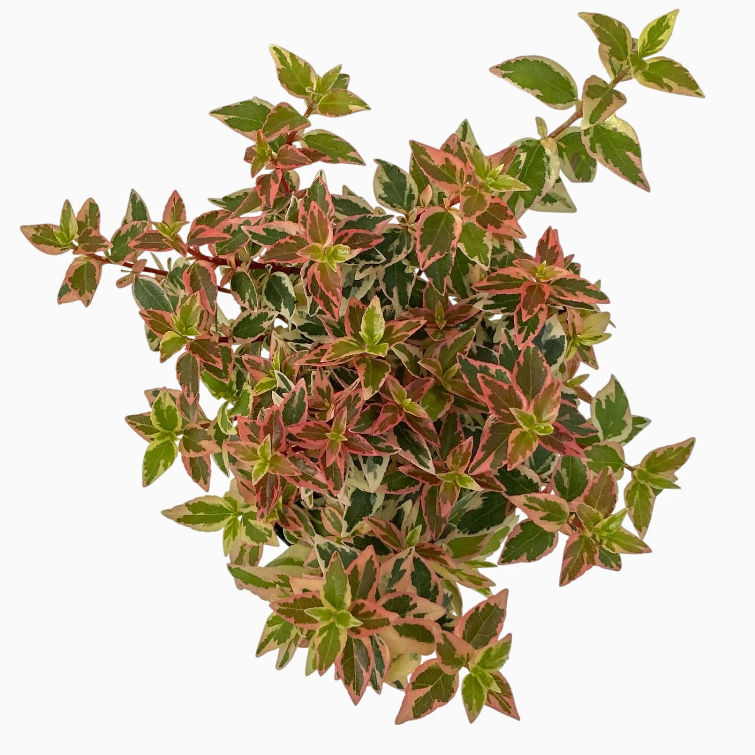 Abelie 'Lady Peach', Buntlaubig, Mini, Topf-Ø 6 Cm, 12er-Set 4 Abelie 'Lady Peach', Buntlaubig, Mini, Topf-Ø 6 Cm, 12er-Set – Bild 2