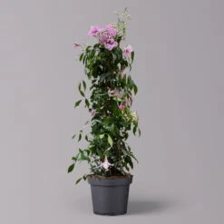 Pandorea, Weiß Bis Rosa Zufällig, Pyramide, Topf-Ø 19 Cm, Höhe Ca. 70 Cm -Madison Verkäufe 0670100390 Pandorea jasminoides T19 2163 Pyramide in Farben H70 dunkelrosa 2 120826