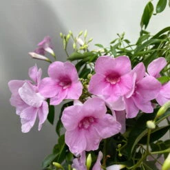 Pandorea, Weiß Bis Rosa Zufällig, Pyramide, Topf-Ø 19 Cm, Höhe Ca. 70 Cm -Madison Verkäufe 0670100390 Pandorea jasminoides T19 2163 Pyramide in Farben H70 dunkelrosa 3 119793 1