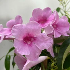 Pandorea, Weiß Bis Rosa Zufällig, Pyramide, Topf-Ø 19 Cm, Höhe Ca. 70 Cm -Madison Verkäufe 0670100390 Pandorea jasminoides T19 2163 Pyramide in Farben H70 dunkelrosa 6 119794