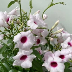 Pandorea, Weiß Bis Rosa Zufällig, Pyramide, Topf-Ø 14 Cm, Höhe Ca. 50 Cm -Madison Verkäufe 0670100390 Pandorea jasminoides T19 2163 Pyramide in Farben H70 weiss dunkel 5 119799