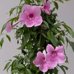 Pandorea, Weiß Bis Rosa Zufällig, Pyramide, Topf-Ø 19 Cm, Höhe Ca. 70 Cm -Madison Verkäufe 0670100390 Pandorea jasminoides T19 2163 Pyramide in Farben H70 dunkelrosa 3 120830