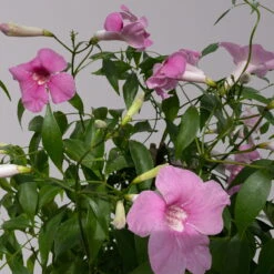 Pandorea, Weiß Bis Rosa Zufällig, Pyramide, Topf-Ø 19 Cm, Höhe Ca. 70 Cm -Madison Verkäufe 0670100390 Pandorea jasminoides T19 2163 Pyramide in Farben H70 hellrosa 2 120829