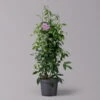 Pandorea, Weiß Bis Rosa Zufällig, Pyramide, Topf-Ø 19 Cm, Höhe Ca. 70 Cm -Madison Verkäufe 0670100390 Pandorea jasminoides T19 2163 Pyramide in Farben H70 hellrosa 3 120825