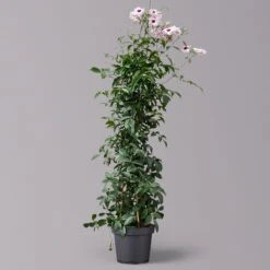 Pandorea, Weiß Bis Rosa Zufällig, Pyramide, Topf-Ø 19 Cm, Höhe Ca. 70 Cm -Madison Verkäufe 0670100390 Pandorea jasminoides T19 2163 Pyramide in Farben H70 weiss dunkel 1 120827