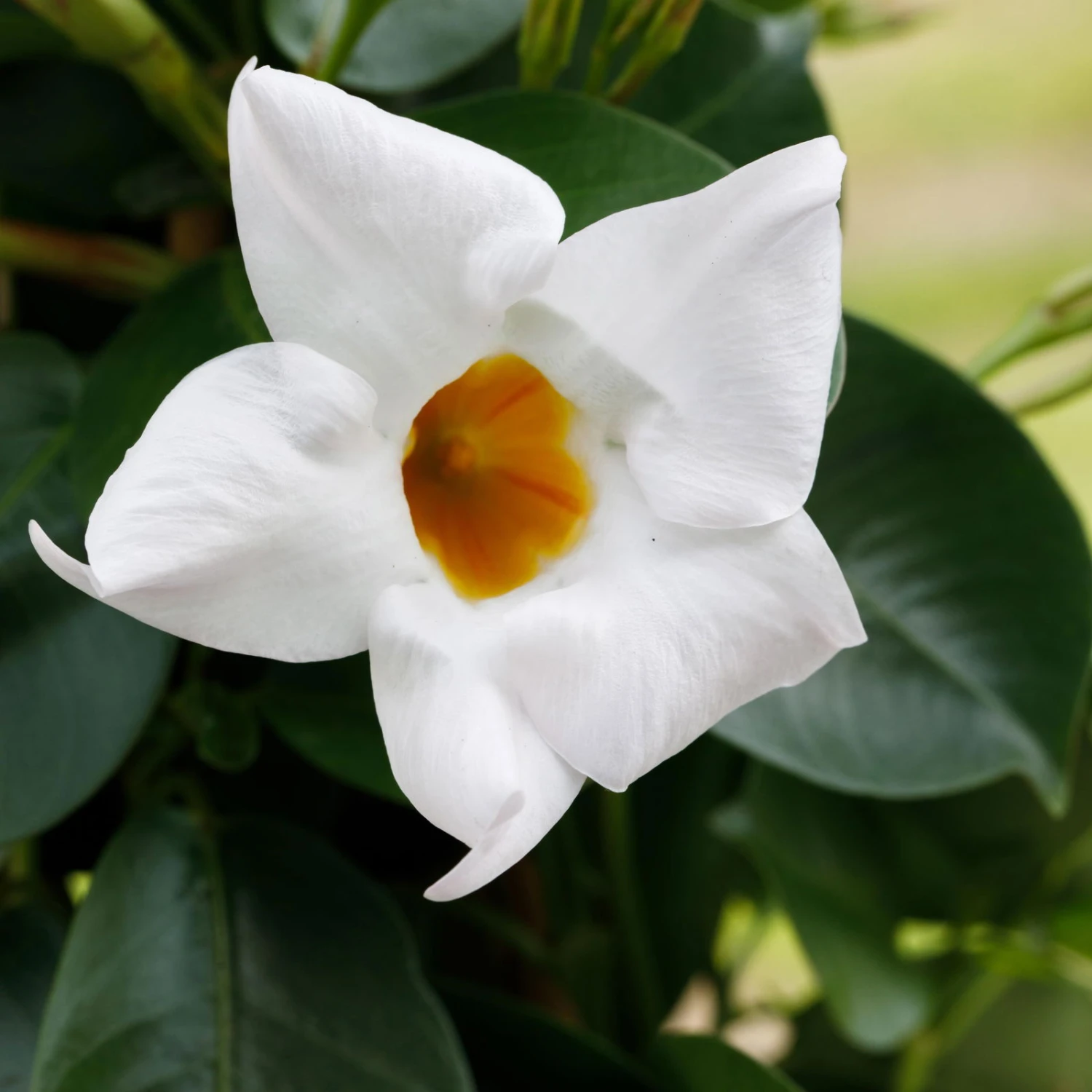 Dipladenie Weiß, Busch, Topf-Ø 13/14 Cm, 3er-Set 6 Dipladenie Weiß, Busch, Topf-Ø 13/14 Cm, 3er-Set – Bild 4