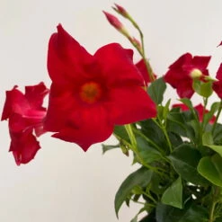 Dipladenie Rot, Busch, Topf-Ø 13/14 Cm, 3er-Set -Madison Verkäufe 0670110216 Dipladenia Busch rot 3er Set 4 111028