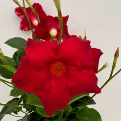 Dipladenie Rot, Busch, Topf-Ø 13/14 Cm, 3er-Set -Madison Verkäufe 0670110216 Dipladenia Busch rot 3er Set 5 111027