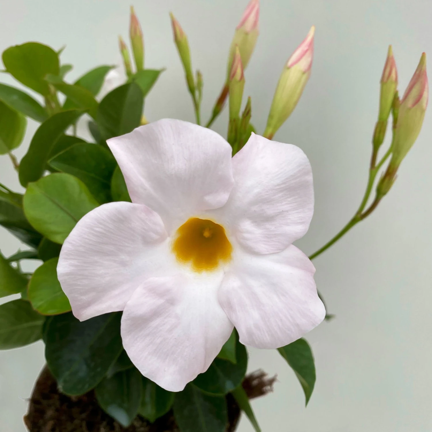 Dipladenie Weiß, Busch, Topf-Ø 13/14 Cm, 3er-Set 4 Dipladenie Weiß, Busch, Topf-Ø 13/14 Cm, 3er-Set – Bild 2