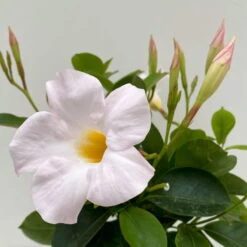 Dipladenie Weiß, Busch, Topf-Ø 13/14 Cm, 3er-Set 10 Dipladenie Weiß, Busch, Topf-Ø 13/14 Cm, 3er-Set -Madison Verkäufe 0670110218 Dipladenia Busch weiss 3er Set 4 111032