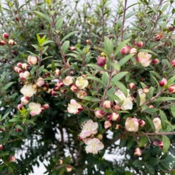 Myrte Weiß, Stamm, Topf-Ø 19 Cm 12 Myrte Weiß, Stamm, Topf-Ø 19 Cm -Madison Verkäufe 0670200102 Myrtus microphylla T19 8 112227