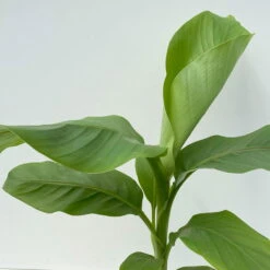 Bananenpflanze, Topf-Ø 17 Cm, Höhe Ca. 60 Cm, 2er-Set -Madison Verkäufe 0680100202 0680100219 Musa basjo 6 111828