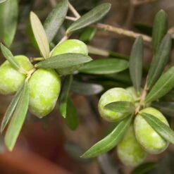 Olivenbaum 'Bonsai', Topf-Ø 25 Cm, Höhe Ca. 55 Cm -Madison Verkäufe 0680200048 0680200051 0680200054 0680200057 0680200061 0680200075 Koelle Olea europaea Busch1 76776