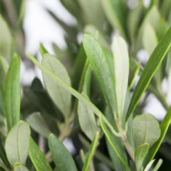 Olivenbaum, Stämmchen, Topf-Ø 19 Cm, Höhe Ca. 90 Cm -Madison Verkäufe 0680200048 0680200051 0680200054 0680200057 0680200061 0680200075 Koelle Olea europaea Busch 76777 5