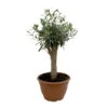 Olivenbaum 'Bonsai', Topf-Ø 25 Cm, Höhe Ca. 55 Cm 1 Olivenbaum 'Bonsai', Topf-Ø 25 Cm, Höhe Ca. 55 Cm -Madison Verkäufe 0680200048 Koelle Olea europaea Schale T25 4 104346