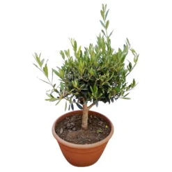 Olivenbaum 'Bonsai', Topf-Ø 25 Cm, Höhe Ca. 55 Cm -Madison Verkäufe 0680200048 Koelle Olea europaea Schale T25 2 78685