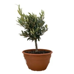 Olivenbaum 'Bonsai', Topf-Ø 20 Cm, Höhe Ca. 45 Cm -Madison Verkäufe 0680200051 Koelle Olea europaea Schale Bonsai 1 110027