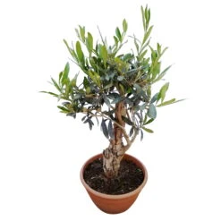 Olivenbaum 'Bonsai', Topf-Ø 20 Cm, Höhe Ca. 45 Cm -Madison Verkäufe 0680200051 Koelle Olea europaea Schale T20 Bonsai H45 55 78686