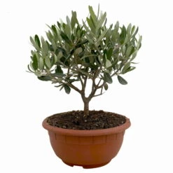 Olivenbaum 'Bonsai', Topf-Ø 20 Cm, Höhe Ca. 45 Cm -Madison Verkäufe 0680200051 Olea europaea Schale T20 Bonsai 1 114177